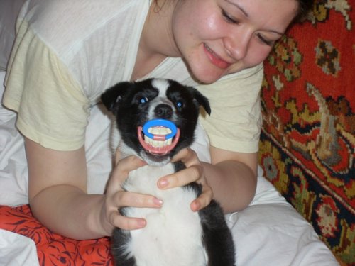 Crazy dog :)