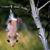 Sladkij_OPOSSUM